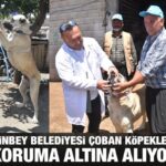 Çoban köpekleri koruma altına alındı