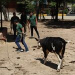 thumbnail_GAZİANTEP’TE KURBAN YAKALAMA TİMİ BAYRAMA HAZIRLANIYOR (0)’Kurban Yakalama Timi’ göreve hazır