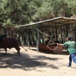 ‘Kurban Yakalama Timi’ göreve hazır