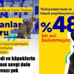 Evsiz Hayvanlar Raporu: Sahiplenme isteği umut verici