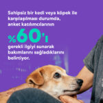 Evsiz Hayvanlar Raporu: Sahiplenme isteği umut verici