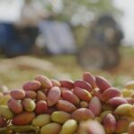 Tiryaki Agro, Gaziantep’teki fıstık tesisinin kapasitesini 2 katından fazla artırıyor