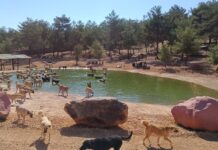 Vahim iddialara Gaziantep Büyükşehir Belediyesi’nden yanıt: “Korkunç ve asılsız”