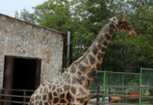 Gaziantep Hayvanat Bahçesi’nin sembolü zürafa Şakir öldü!