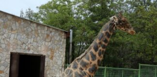 Gaziantep Hayvanat Bahçesi’nin sembolü zürafa Şakir öldü!