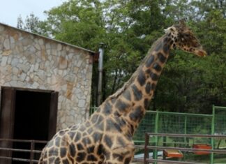 Gaziantep Hayvanat Bahçesi’nin sembolü zürafa Şakir öldü!
