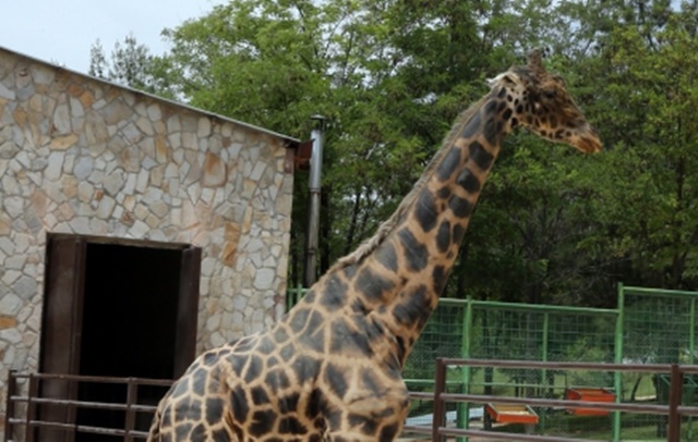 Gaziantep Hayvanat Bahçesi’nin sembolü zürafa Şakir hayatını kaybetti!
