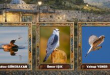 ‘Gaziantep Kuşları’ sergisi ziyaretçilerle buluşacak