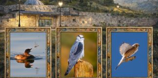 ‘Gaziantep Kuşları’ sergisi ziyaretçilerle buluşacak