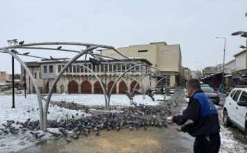 Nizip’te karla mücadele sürerken can dostları unutulmadı