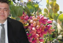 Gaziantep Ticaret Borsası Başkanı Akıncı: “Antep fıstığı, bu toprakların yeşil altınıdır”