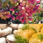 BBC’nin gözünden: Türkiye’nin ‘yeşil altın’ üzerine kurulu kenti Gaziantep