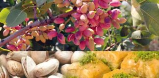 BBC’nin gözünden: Türkiye’nin ‘yeşil altın’ üzerine kurulu kenti Gaziantep