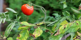 Domates Mildiyö Hastalığı ile Mücadele Etme Yöntemleri