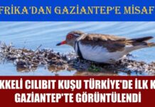 Afrika’dan misafir geldi! Türkiye’de ilk kez Gaziantep’te görüntülendi
