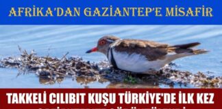 Afrika’dan misafir geldi! Türkiye’de ilk kez Gaziantep’te görüntülendi