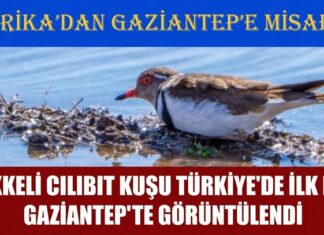 Afrika’dan misafir geldi! Türkiye’de ilk kez Gaziantep’te görüntülendi