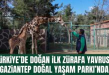 Türkiye’de bir ilk! Gaziantep’te doğan zürafa yavrusunun ismi anketle belirlenecek