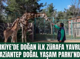 Türkiye’de bir ilk! Gaziantep’te doğan zürafa yavrusunun ismi anketle belirlenecek