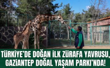 Türkiye’de bir ilk! Gaziantep’te doğan zürafa yavrusunun ismi anketle belirlenecek