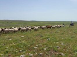 İpek Yolu Kervanı Programı, Gaziantep’te hayata geçirildi