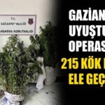 Yasadışı kenevir ekti! Gaziantep jandarmasına yakalandı