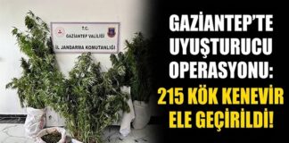Yasadışı kenevir ekti! Gaziantep jandarmasına yakalandı