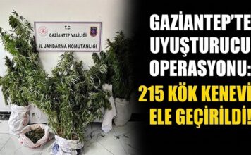 Yasadışı kenevir ekti! Gaziantep jandarmasına yakalandı