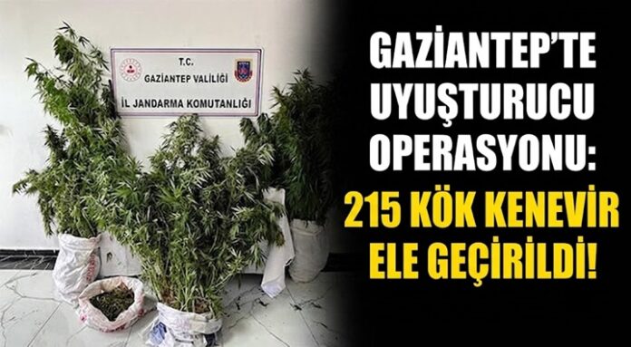 Yasadışı kenevir ekti! Gaziantep jandarmasına yakalandı