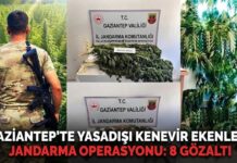 Gaziantep’in 3 ilçesinde kenevir operasyonu: 8 gözaltı