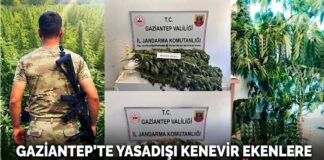 Gaziantep’in 3 ilçesinde kenevir operasyonu: 8 gözaltı