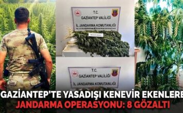 Gaziantep’in 3 ilçesinde kenevir operasyonu: 8 gözaltı