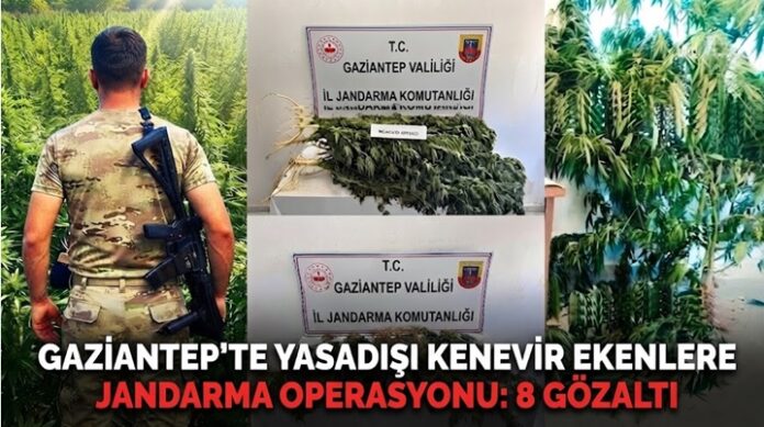 Gaziantep'in 3 ilçesinde kenevir operasyonu: 8 gözaltı