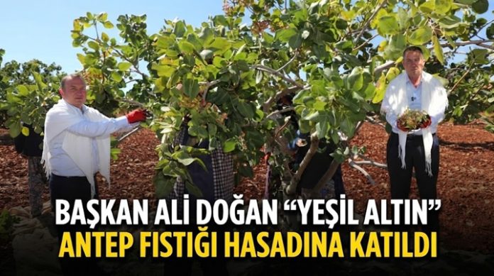 Başkan Doğan, Antep Fıstığı hasadına katıldı